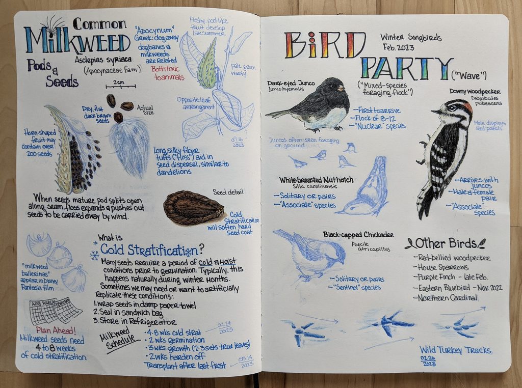 Image of an opened nature journal, featuring sketches of common milkweed, a dark-eyed junco, white-breasted nuthatch, black-capped chickadee, and downy woodpecker.