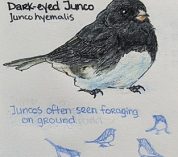 Sketch of a dark-eyed junco, a small grey and white bird, from a nature journal.