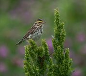 A Savannah Sparrow, a streaky brown-and-white bird, perches on a plant.