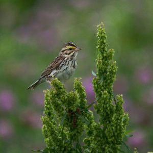 A Savannah Sparrow, a streaky brown-and-white bird, perches on a plant.