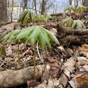 Mayapple plants grow on the floor of a forested area.