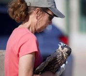 Gail Walter stands in profile, holding a young falcon in her arms.