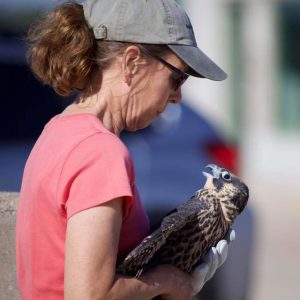 Gail Walter stands in profile, holding a young falcon in her arms.