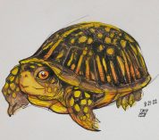 Sketch of an Eastern box turtle by Ayley Shortridge.