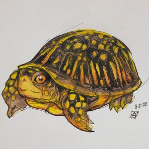 Sketch of an Eastern box turtle by Ayley Shortridge.