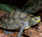 An older juvenile northern map turtle rests on a log. Credit to James Harding.