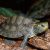 An older juvenile northern map turtle rests on a log. Credit to James Harding.