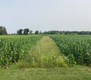 A prairie strip runs through a reduced-input plot at the KBS Long-term Ecological Research program site.