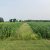 A prairie strip runs through a reduced-input plot at the KBS Long-term Ecological Research program site.