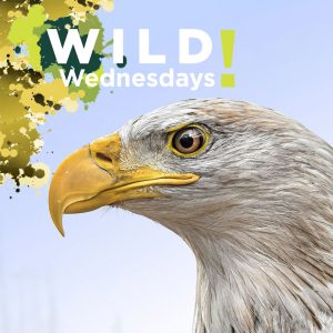 An adult bald eagle in profile.