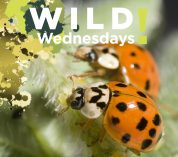 Two lady beetles feed on aphids on a soybean plant.