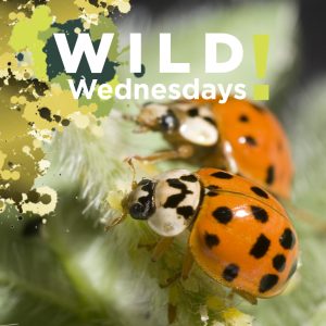 Two lady beetles feed on aphids on a soybean plant.
