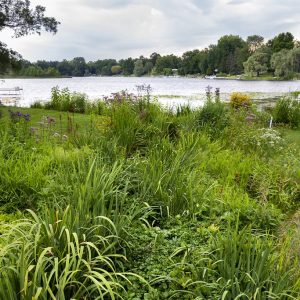 A shoreline planting in bloom, shown with the lake in the background.