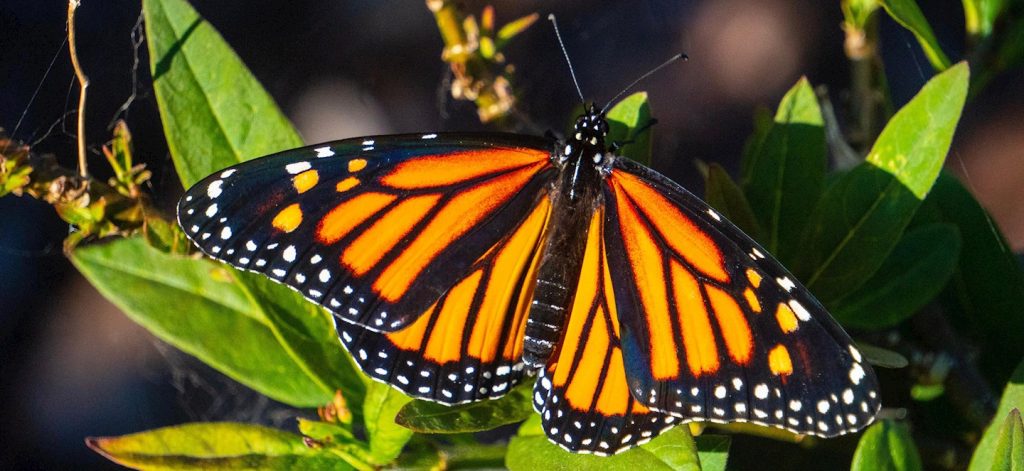 Close-up view of a Monarch butterfly