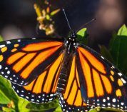 Close-up view of a Monarch butterfly