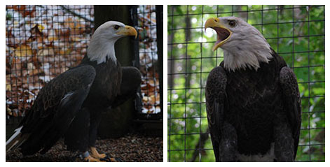 Composite photo of the W.K. Kellogg Bird Sanctuary’s resident bald eagles, Waasamowin (left) and Niimikee (right).