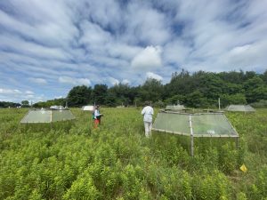 A field at the KBS Long-term Ecological Research site, dotted with open-top chambers, is part of a study exploring how plant communities respond to stress.