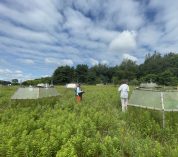 A field at the KBS Long-term Ecological Research site, dotted with open-top chambers, is part of a study exploring how plant communities respond to stress.