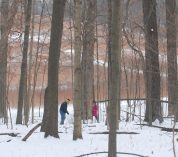 Two people help in collecting tree sap to make maple syrup at the W.K. Experimental Forest.