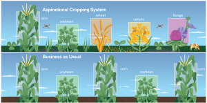 A graphic showing the common experiment -- conventional versus aspirational cropping systems. Credit to Trevor Grabill.