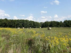 A prairie strip at the W.K. Kellogg Biological Station, with hay bales in the background.
