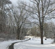 A snowy view of a portion of the W.K. Kellogg Bird Sanctuary's Paved Path.