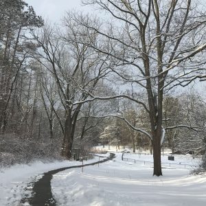 A snowy view of a portion of the W.K. Kellogg Bird Sanctuary's Paved Path.