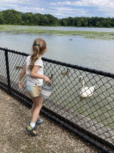 Doug and Wendy Robbins' granddaughter, Eli, feeds swans at the W.K. Kellogg Bird Sanctuary. Photo provided by Doug and Wendy Robbins.