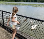 Doug and Wendy Robbins' granddaughter, Eli, feeds swans at the W.K. Kellogg Bird Sanctuary. Photo provided by Doug and Wendy Robbins.