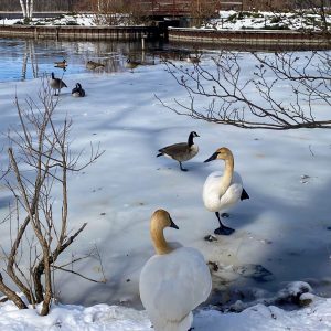 Swans and geese stand on a frozen-over portion of the Wintergreen Lake lagoon at the W.K. Kellogg Bird Sanctuary.