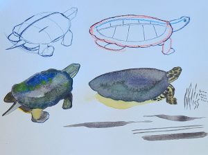 Drawing of a turtle showing sketches in various of completion.
