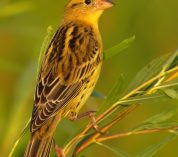 A bobolink perches on a tree branch with golden light. Credit to JS Jourdan.
