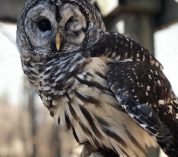 Close-up photo of Odin the Barred Owl, a resident of the W.K. Kellogg Bird Sanctuary.