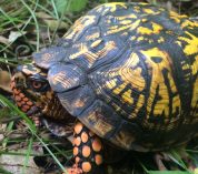 Photo of a box turtle in the grass.