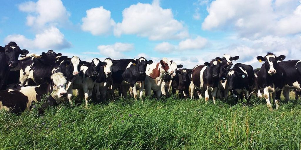 Grazing cows stare at the camera under a blue sky with white puffy clouds.