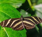 Close-up photo of a zebra longwing butterfly, a brown butterfly with yellow stripes, perched on a green leaf.
