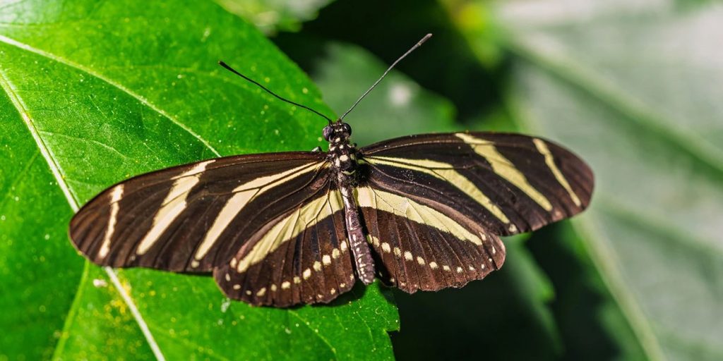 Close-up photo of a zebra longwing butterfly, a brown butterfly with yellow stripes, perched on a green leaf.