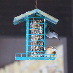 A white-breasted nuthatch and Carolina wren perch on a bird feeder at the W.K. Kellogg Bird Sanctuary.