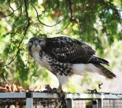 A wild red-tailed hawk perches on a bird enclosure.