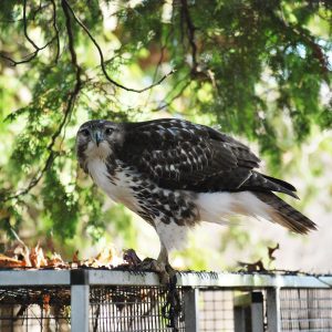 A wild red-tailed hawk perches on a bird enclosure.