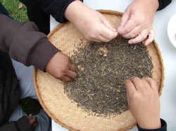 hands in a wooden bowl of small dark grains of wild rice