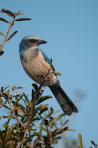 A Florida scrub jay perches on a tree branch.