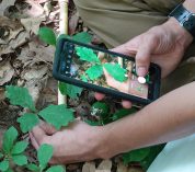 A BioBlitz participant takes a close-up photo of an oak seedling. The phone containing the image of the seedling is visible in the photo.