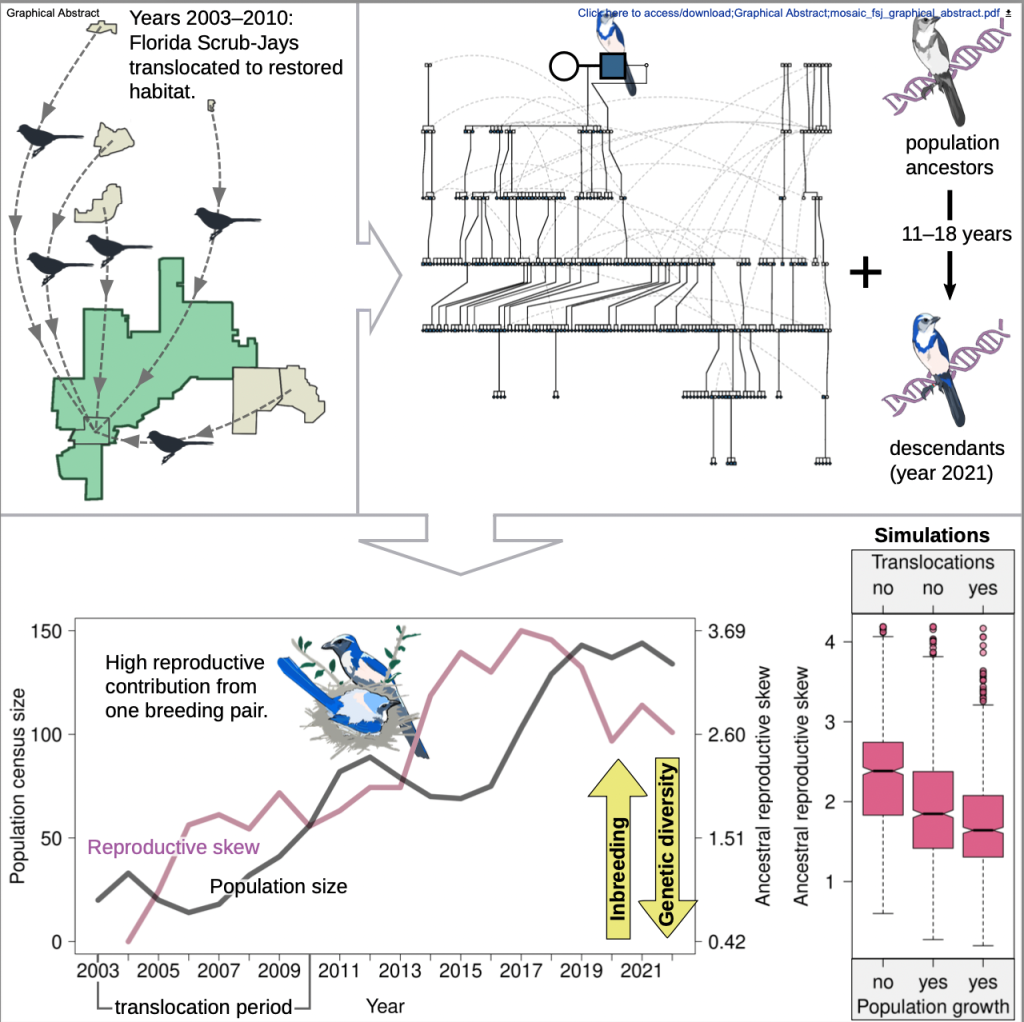 Graphic showing how scrub jays translocated to restored habitat from 2003-10.