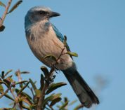 A Florida scrub jay perches on a tree branch.