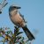 A Florida scrub jay perches on a tree branch.