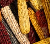 Close up of a bin of dried corn cobs of various colors.