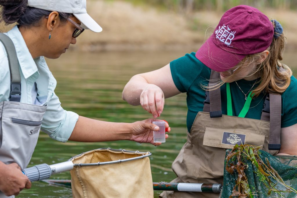 Dr. Alisha Shah and Postdoctoral Research Associate Rosemary Martin wade in the KBS pond lab as they collect dragonfly larvae.
