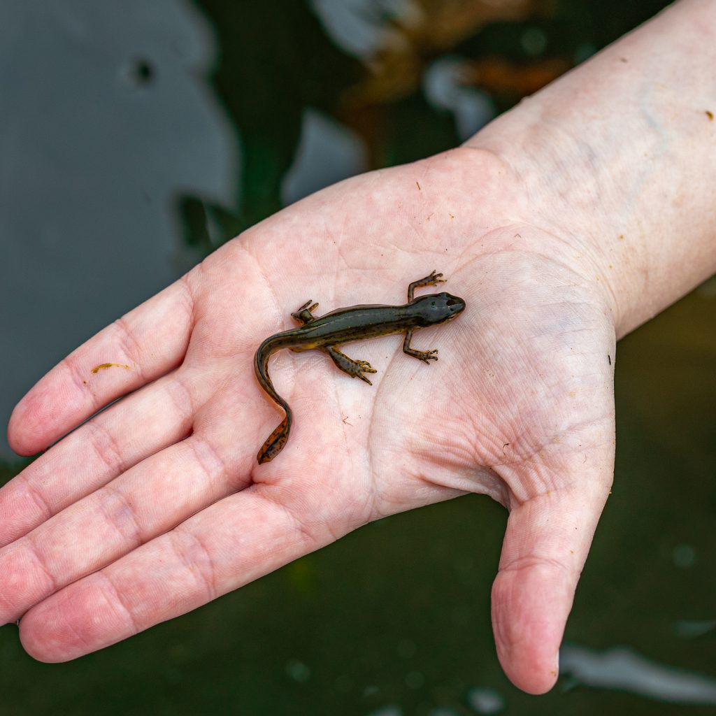 The Shah Lab’s Postdoctoral Research Associate Rosemary Martin holding an eastern red-spotted newt from inside the KBS pond lab.