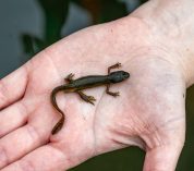 The Shah Lab’s Postdoctoral Research Associate Rosemary Martin holding an eastern red-spotted newt from inside the KBS pond lab.